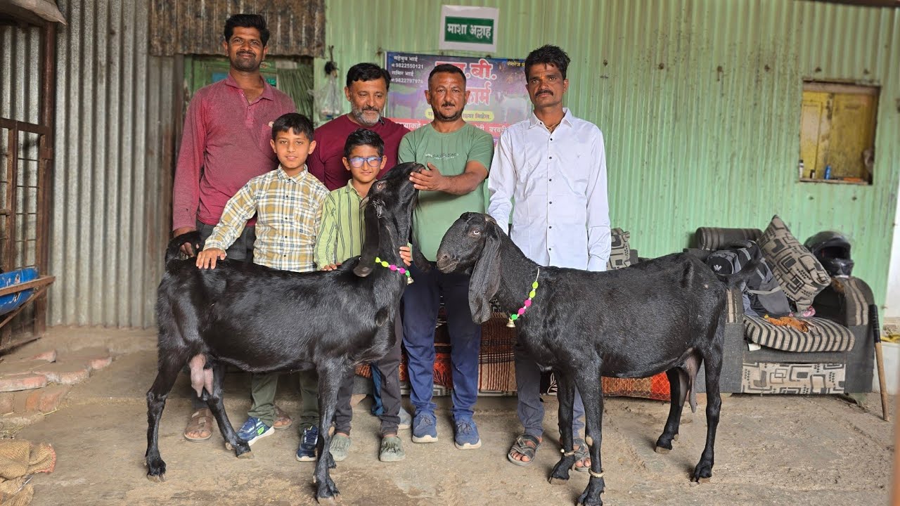 Top Quality Beetal collection at SB goat farm Kopargaon Maharashtra Ho gaya Live Sauda