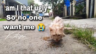 Abbandoned Ugly Street Cat That No One Wanting
