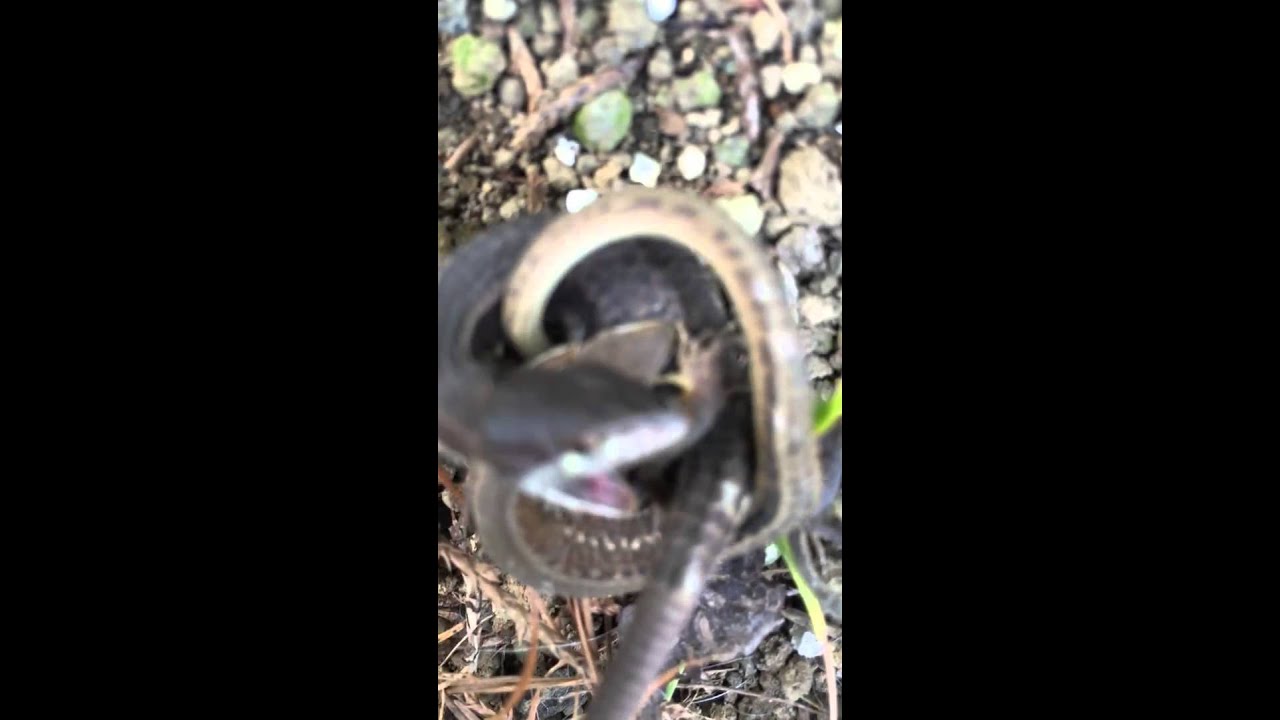 カナヘビの共食い Youtube