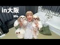 突然ですが、少しの間愛犬と大阪で暮らします。