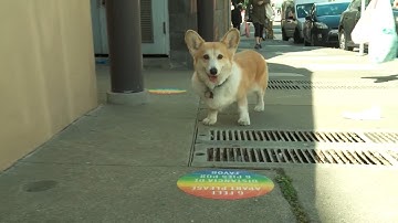Experience the magic of SFPL To Go