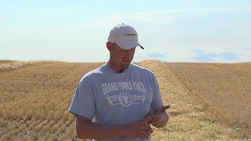 Talinor cereals herbicide in Rugby, North Dakota