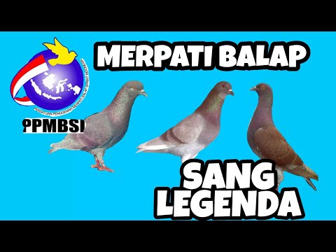 MENGENAL BURUNG MERPATI BALAP LEGENDARIS (PART 1)