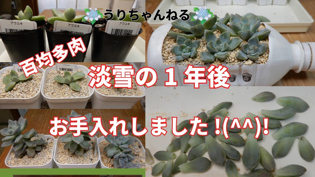 多肉植物Ⅴlog310]百均多肉 淡雪の1年後の様子です?そして、お手入れ 