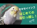 【HOEI 36手のりステンレス】ケージのお引っ越し セキセイインコのピコちゃん