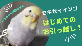 【HOEI 36手のりステンレス】ケージのお引っ越し セキセイインコのピコちゃん