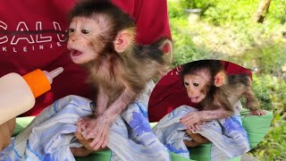 cute baby monkey Nomi is always impatient when she sees milk, wants to drink it straight away