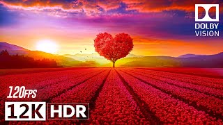 Best Places In Dolby Vision 12K Hdr 120Fps