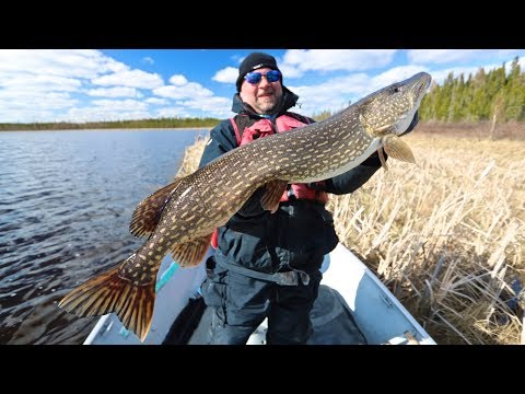Final Day Frenzy Of Big Pike At North Caribou! 