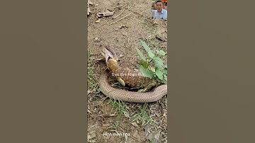 Rắn hổ mang đối đầu kỳ đà #shortvideo #snake #dongvat #thưgiãn #animals #shorts #wildlife