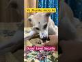 Chunchun Proved It Dog Animals Pets Comedy Love Funny Shortvideos Youtube Fyp 
