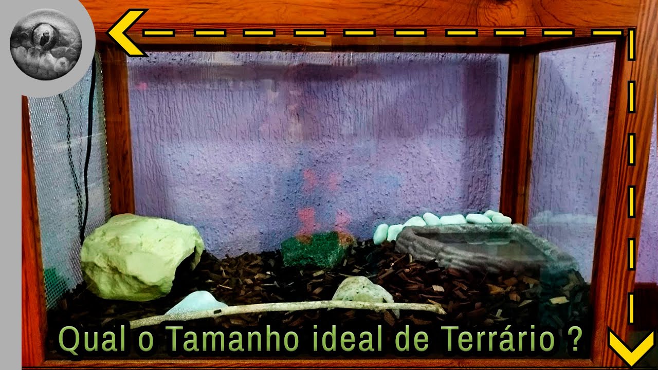 Qual o tamanho ideal de terrário para sua serpente?