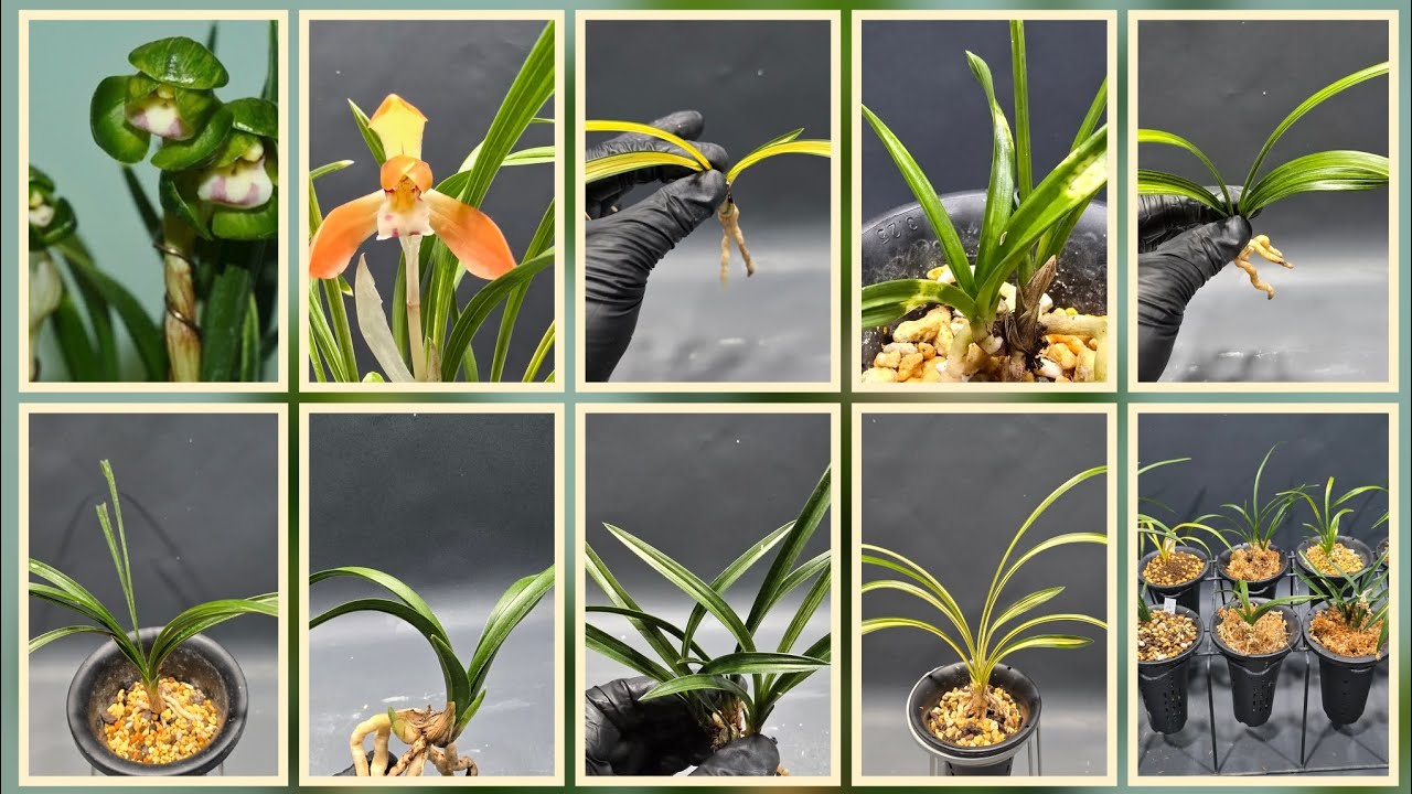 @무시로난초 2026년 3월 6일 금요일 홍화 중투호 황비 사피 산반중투 복륜 동련 천종무지 입변산반호 금강