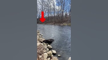 Where Do You Find Trout In A River