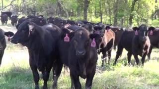 The Cattle Range Listing #702C161-201