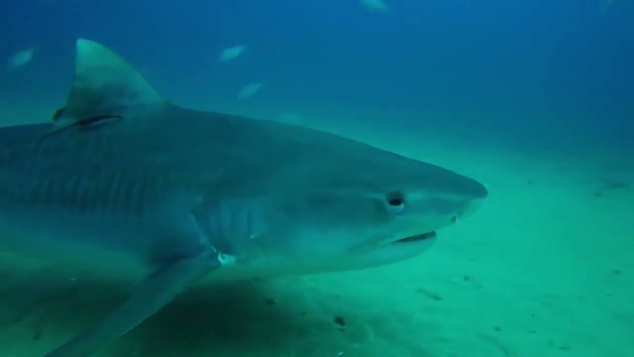 Sharks of Jupiter Diving with Emerald Charters 2016