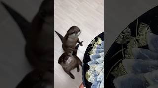 Выдра Пристрастилась К Фугу😏😏 #Shorts #Aty #Otter #Watersausage