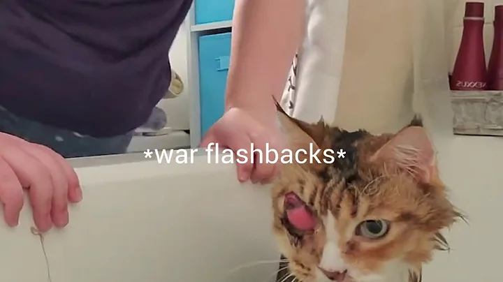 Watch the video about How not to bathe a Maine Coon