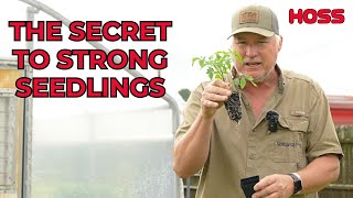 Growing Seedlings | Fertilizing Details