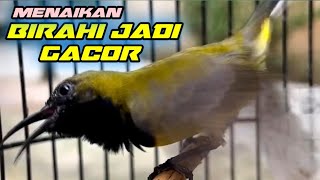 cara menaikan birahi burung sogon ( sogok ontong)