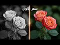 شاهد سحر الذكاء الاصطناعي تلوين صورك القديمة الأبيض والأسود بثوان
