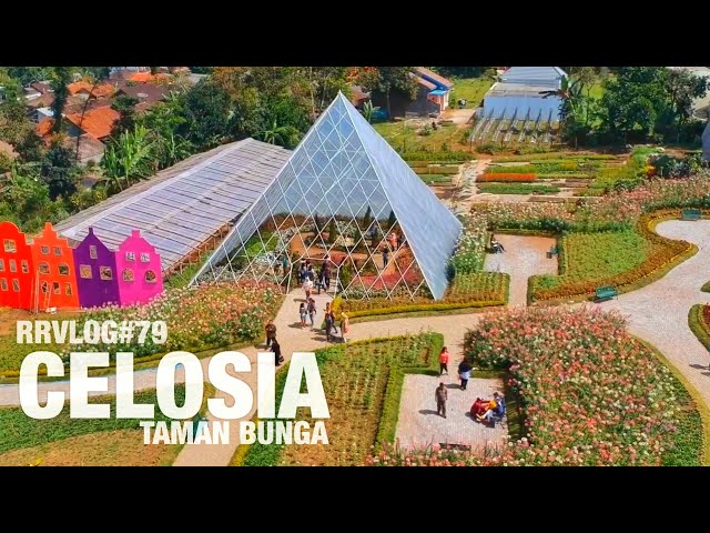 Lagi Ngehit Di Kab Semarangtaman Bunga Celosia Ambarawa