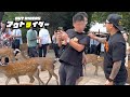 奈良公園の鹿問題は高市早苗首相の言う通りだった【アウトライダー】