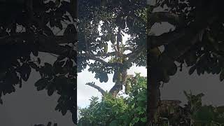 Buah nangka di halaman rumah banyak 🙏🍃🍀🌿🤗✅ #alam #nature #fruit