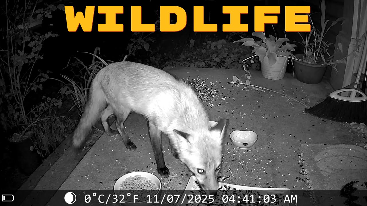 Foxes And Cats Stop  By On Wednesday! 🦊😻