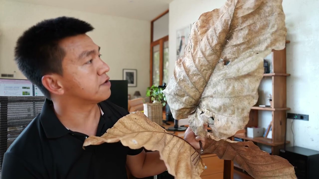 Only in Thailand ? Dong Deng 🇹🇭