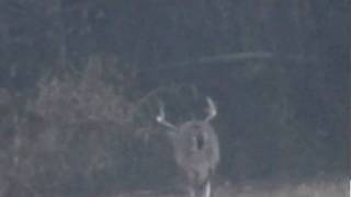 Wide 8 point buck