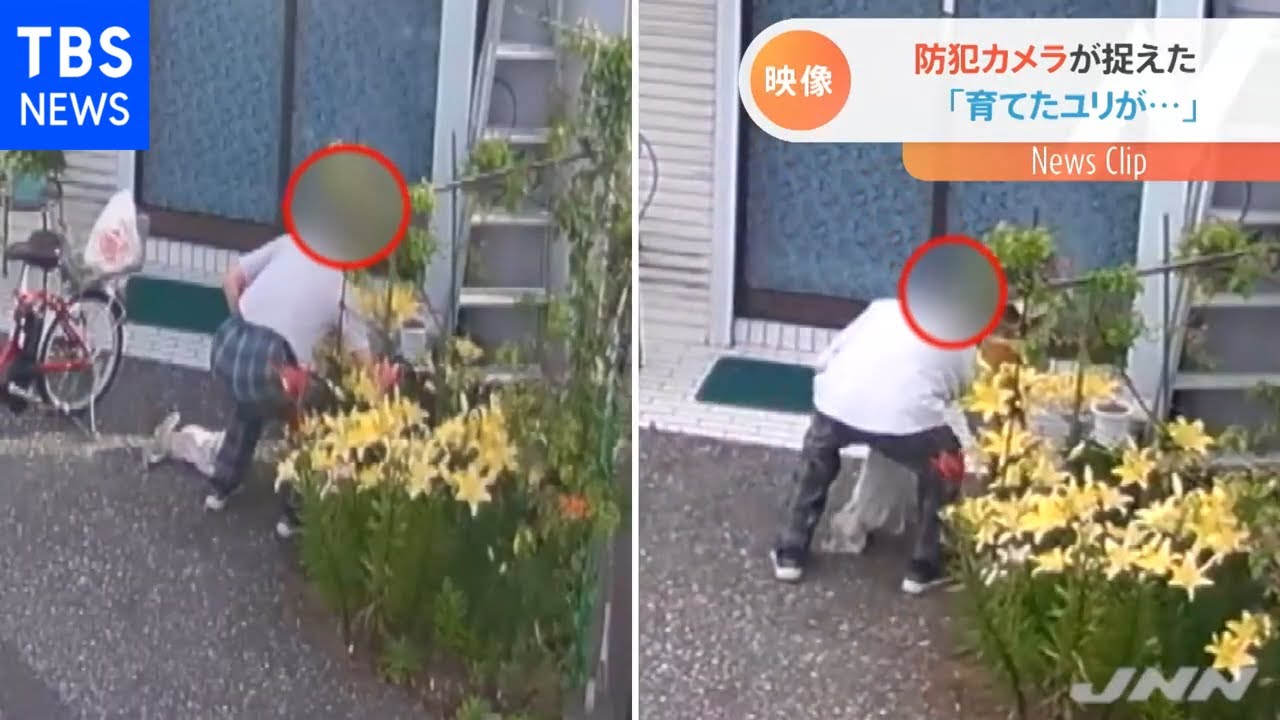 防犯カメラが捉えたユリ泥棒【Nスタ】 - YouTube 防犯カメラが捉えたユリ泥棒【Nスタ】 - YouTube