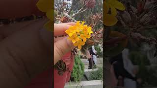 Kalanchoe blossfeldiana plant | Katy | supreme | #botany #trending #bsc #shorts #ytshorts