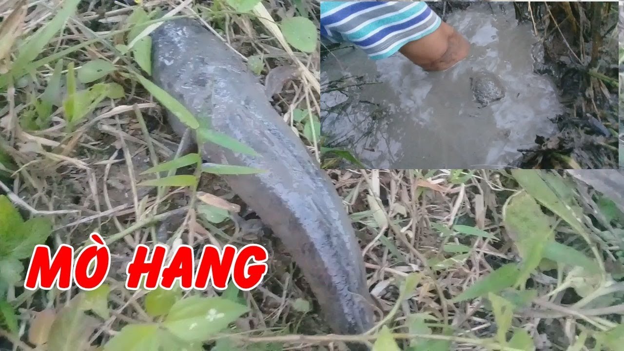 Mò hang bắt cá mùa khô YouTube