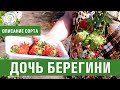 Клубника. Описание сорта Дочь Берегини. Айтжанова Светлана Дмитриевна о сортах земляники.