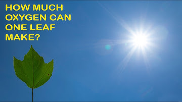 How long it takes one leaf to produce a breath of oxygen: an exercise in Photosynthesis.