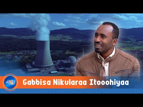 Gabbisa Nikularaa Anniisaa Qulqulluufi Faayidaalee Diinagdee Gam Hedduu