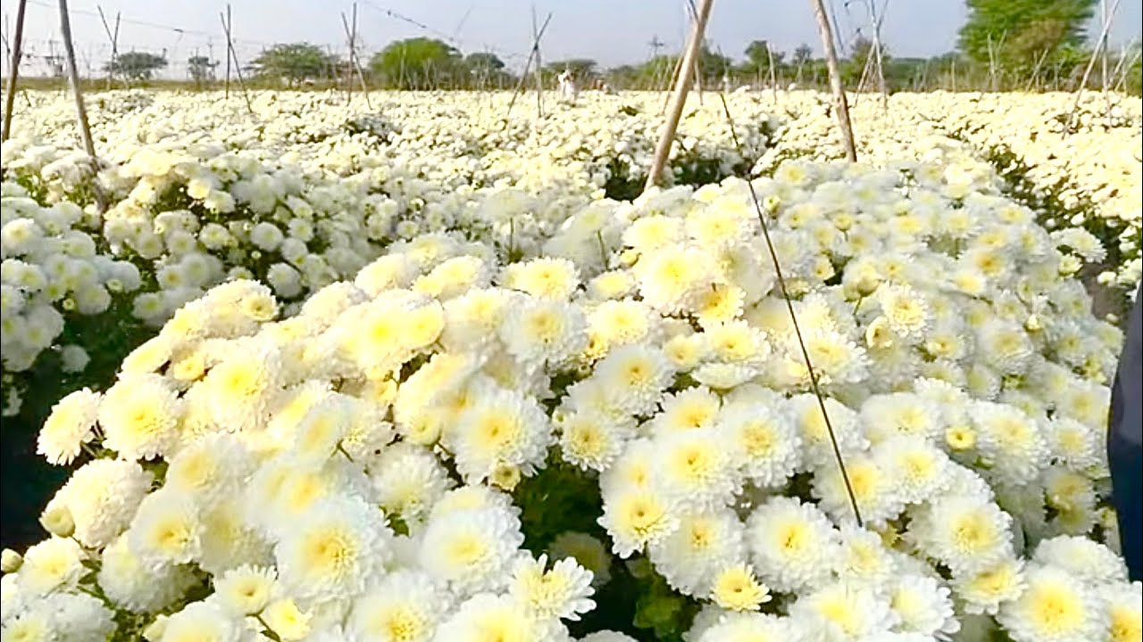 SCTवैदिक🌼शेवंती अर्धा एकरात महिन्याला💰 4 लाखांचे उत्पन्न💰तोडून थकले लेबर‼️जगातील नं 1 क्वालीटी ‼️