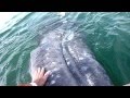 Friendly gray whales