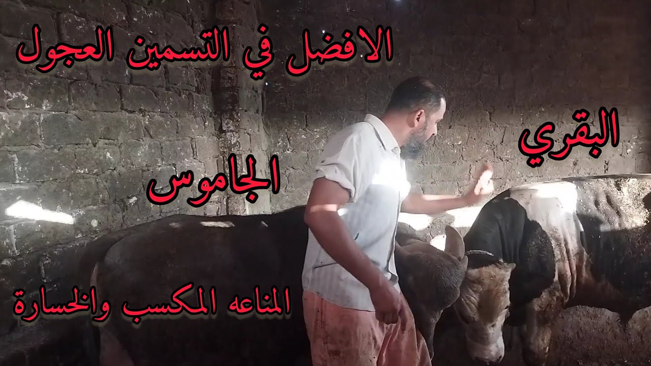 تسمين العجول البقري أفضل ولا العجل الجاموس مكسب مناعة خسارة الافضل ايه