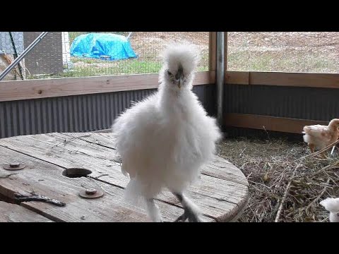 あずきちゃん烏骨鶏黒翡翠　ブレスレット　5-71 糸魚川産 黒翡翠 ブレスレット 】 | めのうの店川島【公式通販