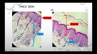 Laboratory Orientation in Skin Histology - for Medical Laboratory Science Students