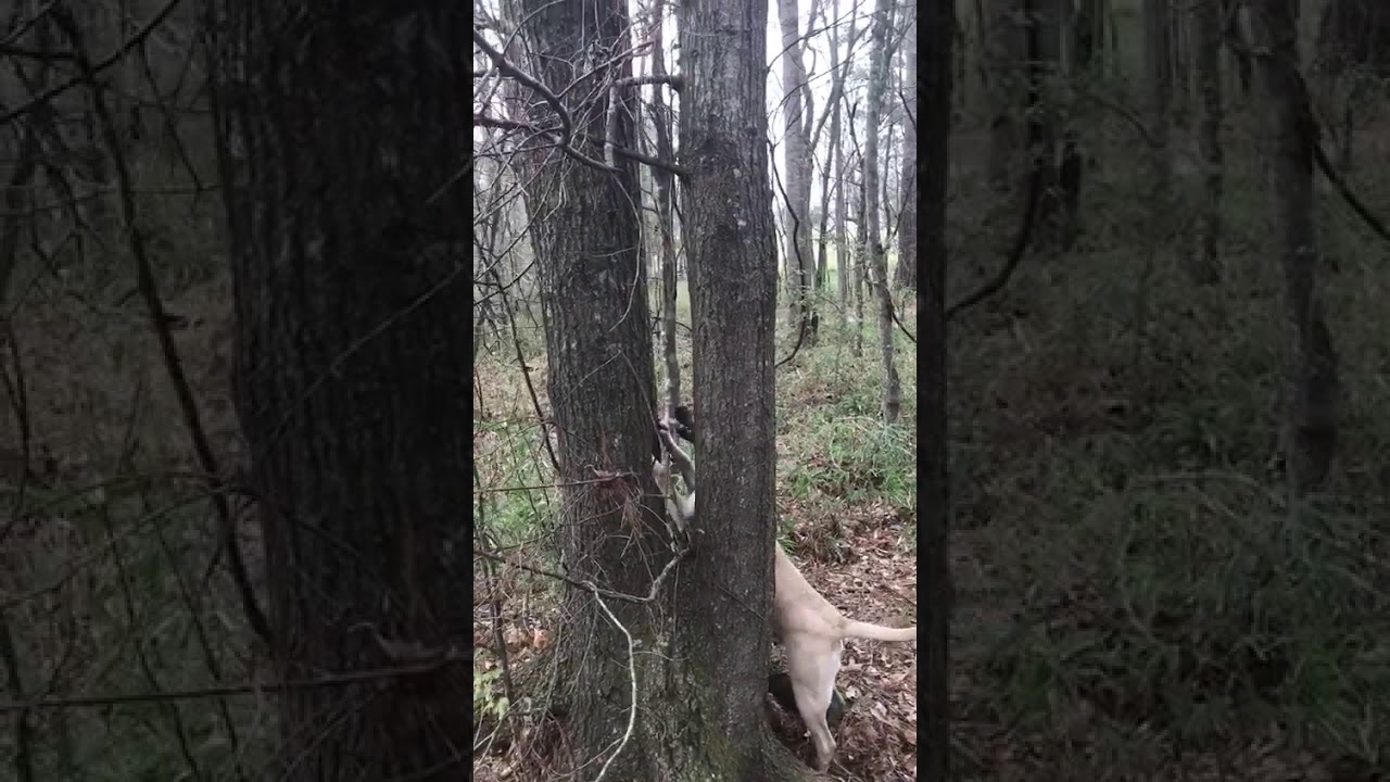Black mouth cur pup on a squirrel ladner