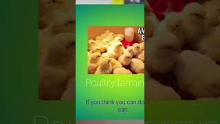 #ዶሮእርባታ #ChickFeeding #PoultryEthiopia #ጫጩት #EthiopianFarming #ChickStarterFeed #14ቀንጫጩት #chicken