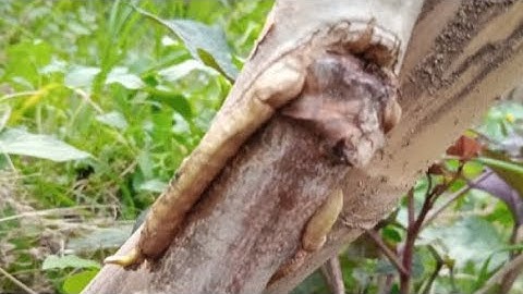 OKULASI SINGKONG KARET DAN SINGKONG KONSUMSI
