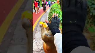 Celebrity Never Trust a Monkey With Snacks 🐒💥 | Funniest Monkey Moments Caught on Camera Wealth