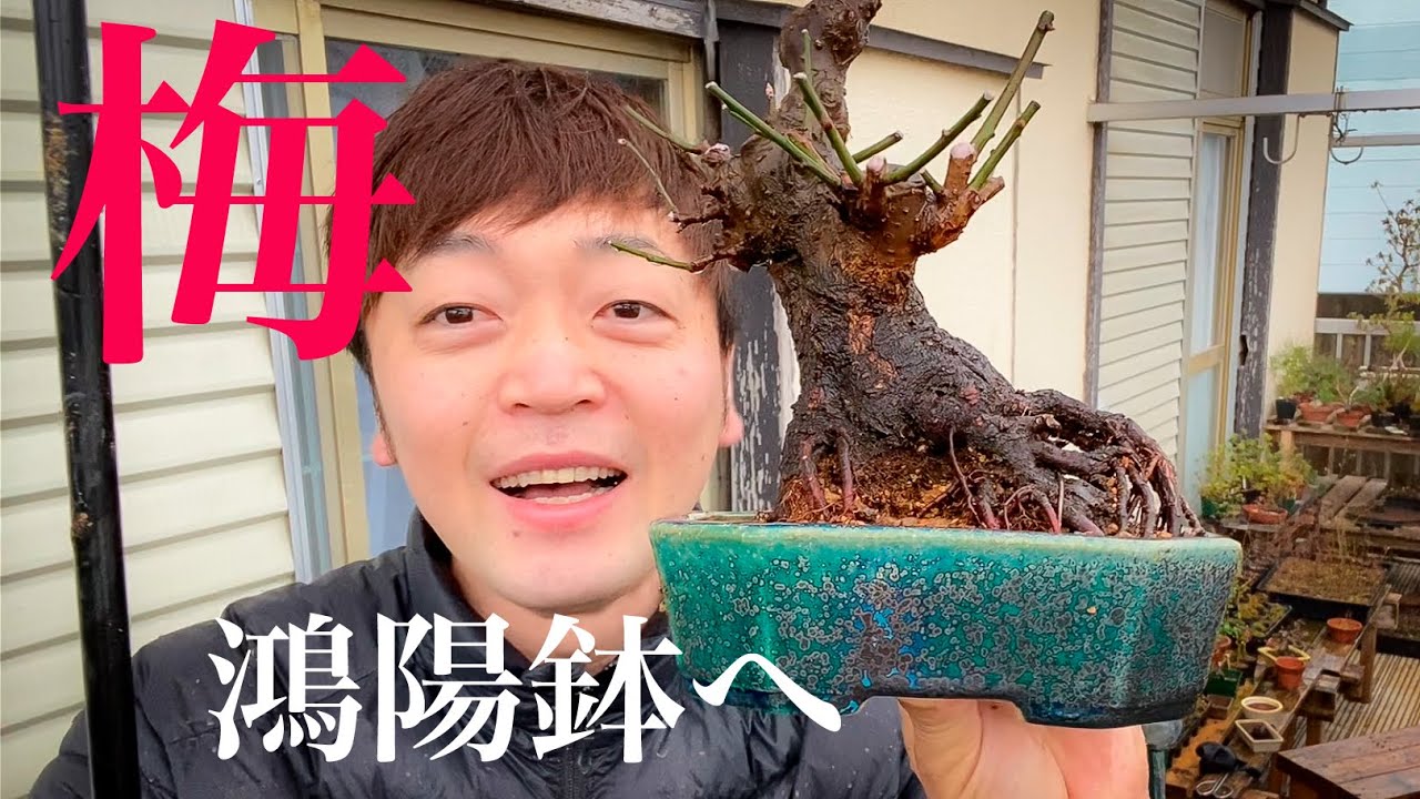 デカ梅の植替え】なるべく根を残す予定だったけど弄ってたら鴻陽鉢に