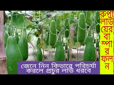 ভিডিও: বাড়িতে কীভাবে লাউ ট্রাউট ক্যাভিয়ার দিন