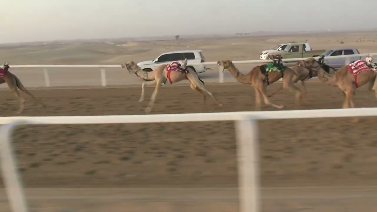 الشوط  12 ☆(   شواهين ) للسيد : علي بخش الباكستاني توقيت 2.29.00