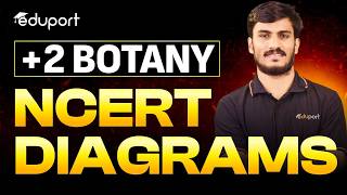 Plus Two Botany Public Exam | Botany Full Diagram Eduport Plus Two